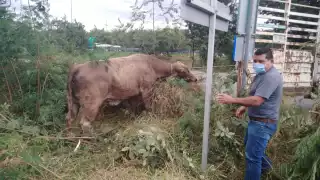 Foto: Fernando Por Esto!