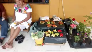 Hay hogares bien habilitados con especies de ornato para vender