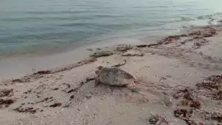 Magistral belleza de tortuga Carey