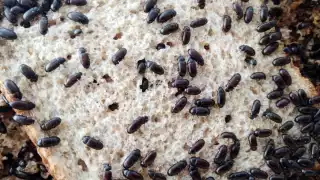 La entrevistada recomendó colocar a los insectos en un traste con amplia capacidad para que tengan espacio suficiente para ovar