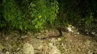 Marcos Dzul Ku quedó sorprendido con la enorme serpiente dentro de su domicilio