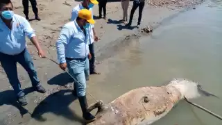 Autoridades calcularon que era un macho de 350 a 400 kilogramos