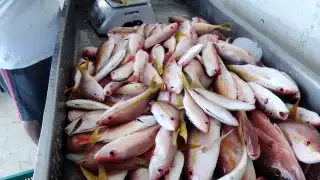 Creyentes de Motul buscan otras opciones para guisar y respetar la Vigilia al mismo tiempo