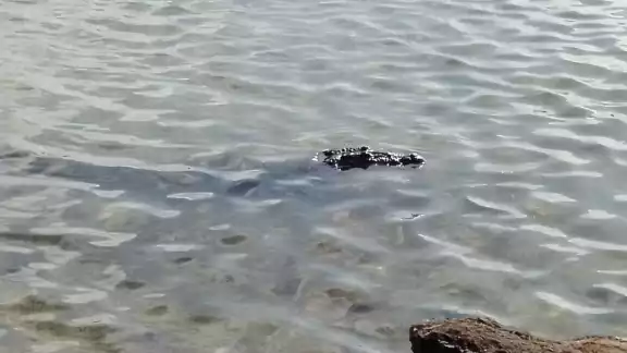 El cocodrilo suele asomar su cabeza en el agua para devolver las miradas a los turistas