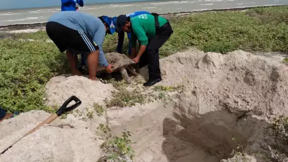 Esta es la tercera tortuga que se encuentra en Progreso en menos de una semana Foto: Julio Jiménez