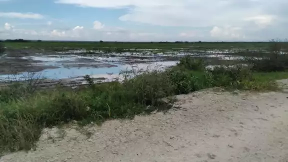 Las inundaciones afectarían a los sembradíos de arroz