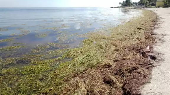 Las brigadas de limpieza no se han hecho presentes en el sitio para levantar las plantas Las brigadas de limpieza no se han hecho presentes en el sitio para levantar las plantas