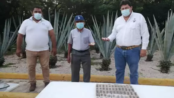 Varios productores han asegurado que la calidad de las abejas reina que les otorgan a través del programa es buena Varios productores han asegurado que la calidad de las abejas reina que les otorgan a través del programa es buena
