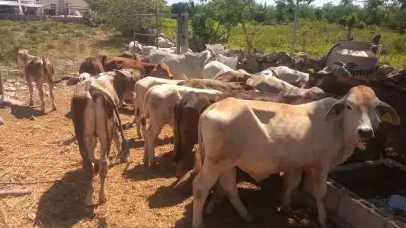 Ganaderos enfrentan crisis por la sequía y altos costos de alimento. Ganaderos enfrentan crisis por la sequía y altos costos de alimento.