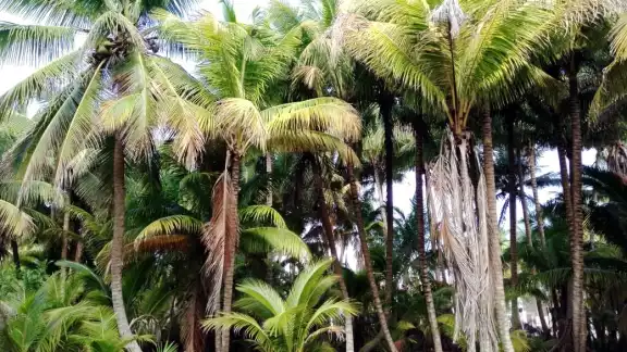 Indican que hoy en día la comercialización del fruto está dirigido hacia la zona de Mérida y Progreso por el arribo de los turistas nacionales y extranjeros Indican que hoy en día la comercialización del fruto está dirigido hacia la zona de Mérida y Progreso por el arribo de los turistas nacionales y extranjeros