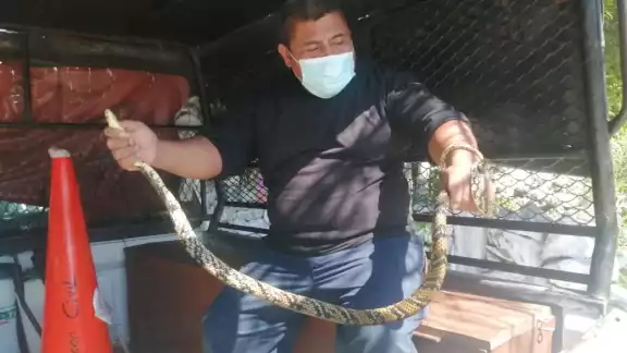 El animal estaba agresivo al momento de su captura