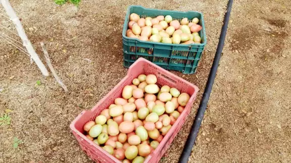 Productor de Telchac Pueblo señala que el exceso de agua perjudicó sus cultivos de tomate