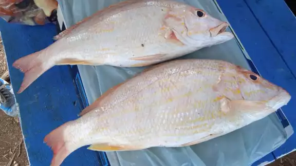Las ganancias en venta de pescado en Campeche es muy variable Las ganancias en venta de pescado en Campeche es muy variable