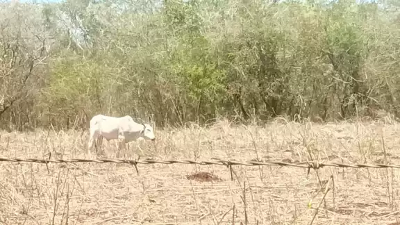 Los ganaderos se las han tenido que ingeniar para poder criar a sus animales Los ganaderos se las han tenido que ingeniar para poder criar a sus animales