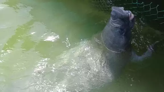 Daniel el manatí rescatado hace 18 años en Laguna Guerrero en Chetumal Daniel el manatí rescatado hace 18 años en Laguna Guerrero en Chetumal