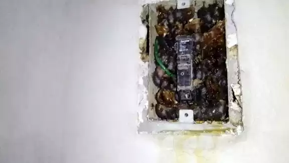 La miel comenzó a escurrir del centro de carga de energía eléctrica de manera inexplicada La miel comenzó a escurrir del centro de carga de energía eléctrica de manera inexplicada