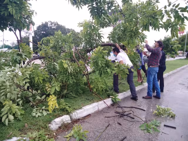 La caída del árbol provocó embotellamiento en dicha avenida Foto: Fernando Póo