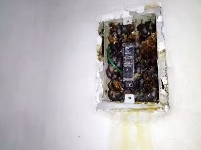 La miel comenzó a escurrir del centro de carga de energía eléctrica de manera inexplicada