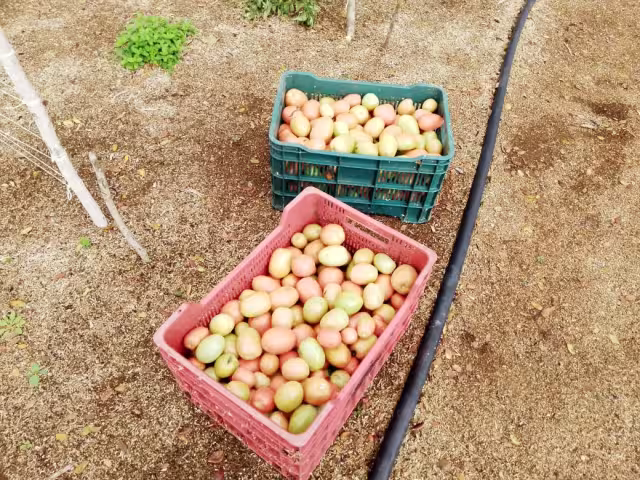 Productor de Telchac Pueblo señala que el exceso de agua perjudicó sus cultivos de tomate