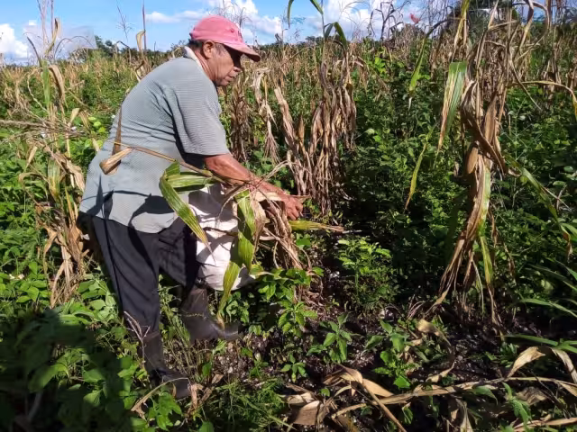 Algunos campesino optan por recoger lo que dejan las aves