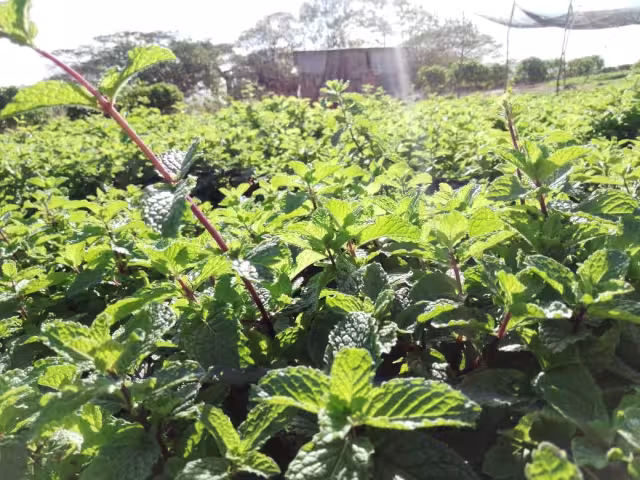 A un mes de ser plantada la hortaliza puede empezar a cosecharse, comentan los campesinos
