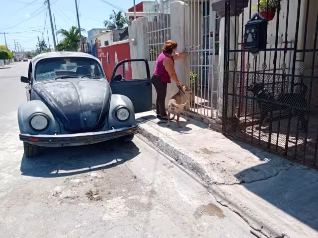 La mujer metió al perro a su casa, para luego llegar al hombre al hospital