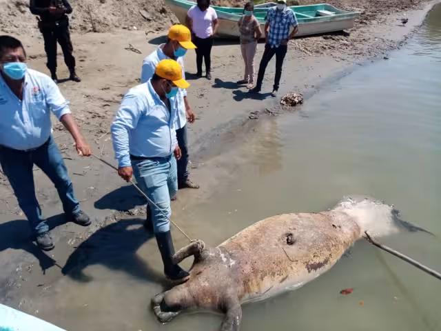 Autoridades calcularon que era un macho de 350 a 400 kilogramos