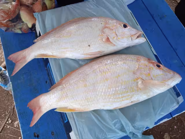Las ganancias en venta de pescado en Campeche es muy variable