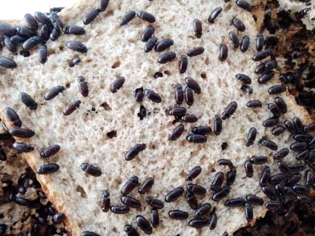 La entrevistada recomendó colocar a los insectos en un traste con amplia capacidad para que tengan espacio suficiente para ovar