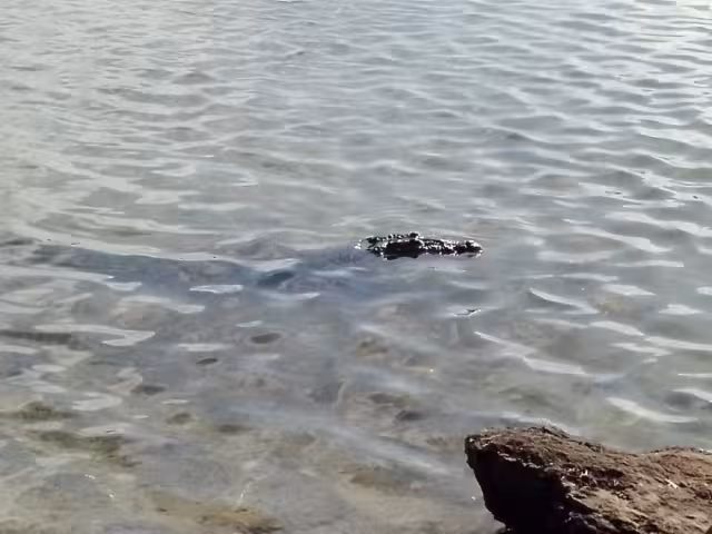 El cocodrilo suele asomar su cabeza en el agua para devolver las miradas a los turistas