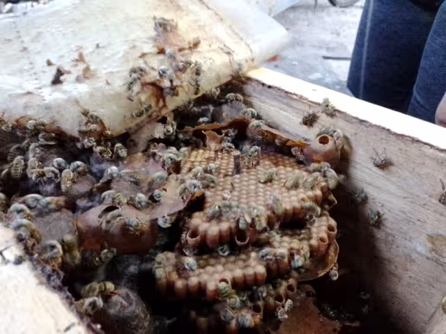 Las abejas sin aguijón almacenan su miel en pequeños cantaritos que forman ellas mismas con la cera