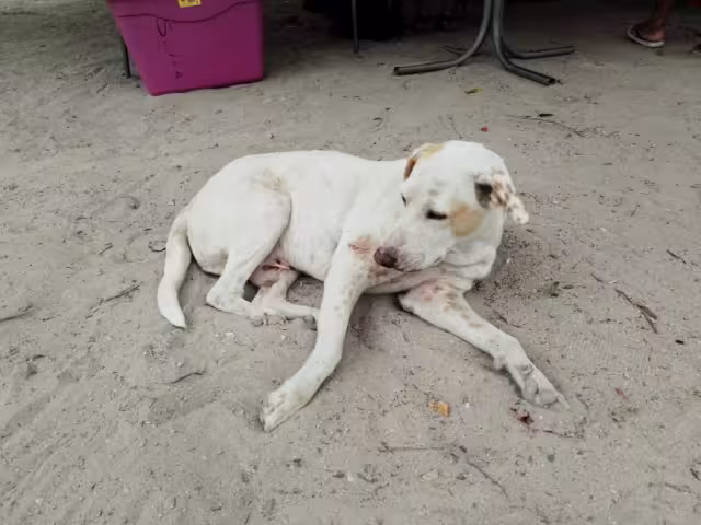 Aún se desconoce dónde será instalada