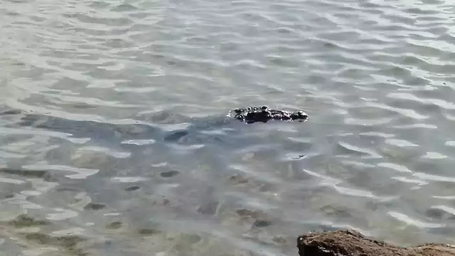 El cocodrilo suele asomar su cabeza en el agua para devolver las miradas a los turistas