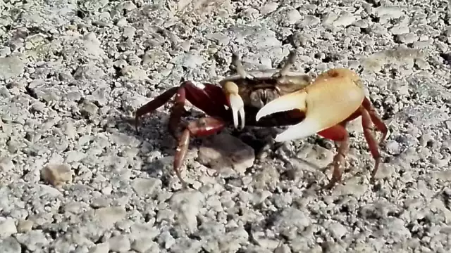 Varios cangrejos se vieron cruzando la carretera rumbo a la ciénega
