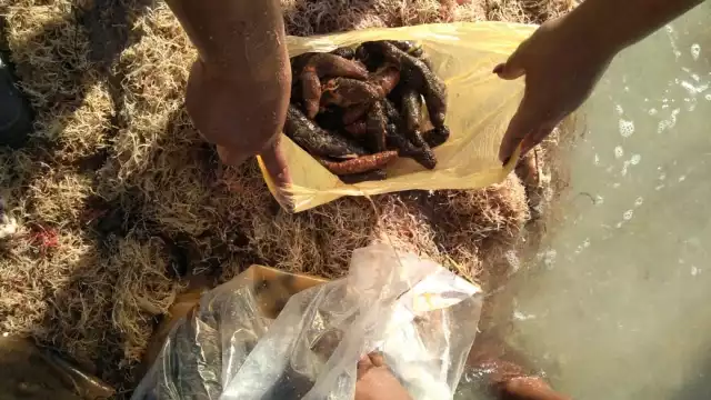 El Cinvestav trabaja en la reproducción de la especie