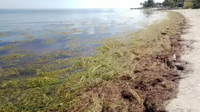 Las brigadas de limpieza no se han hecho presentes en el sitio para levantar las plantas