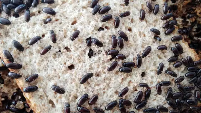 La entrevistada recomendó colocar a los insectos en un traste con amplia capacidad para que tengan espacio suficiente para ovar