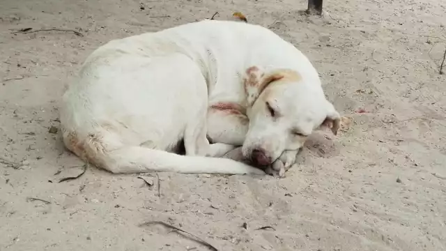 Sordo se hizo viral en Yucatán, recibiendo apoyo de más personas brindándole alimento