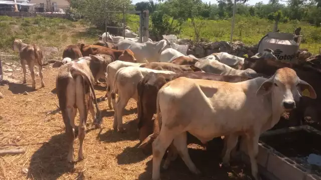 Ganaderos enfrentan crisis por la sequía y altos costos de alimento.
