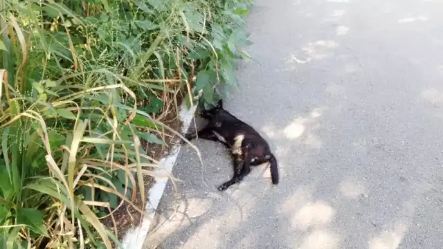 Las especies endémicas de la región salen de los montes para buscar agua y alimentos