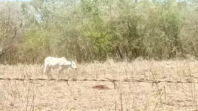 Los ganaderos se las han tenido que ingeniar para poder criar a sus animales