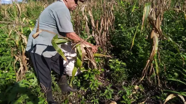 Algunos campesino optan por recoger lo que dejan las aves