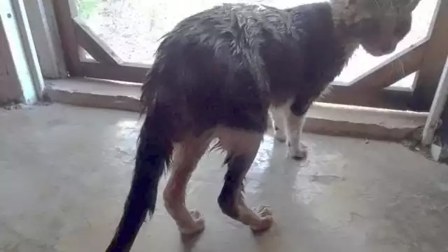 Ramoncito retornó a casa con varias heridas en el abdomen y sus patas traseras