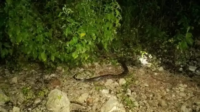 Marcos Dzul Ku quedó sorprendido con la enorme serpiente dentro de su domicilio
