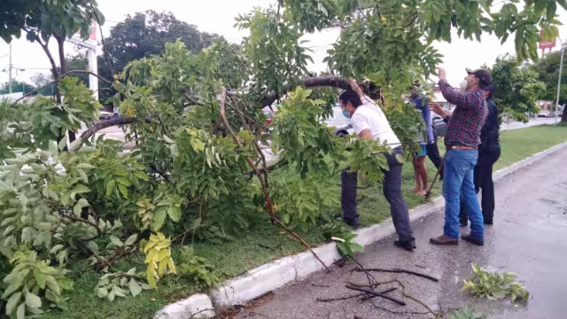 La caída del árbol provocó embotellamiento en dicha avenida Foto: Fernando Póo