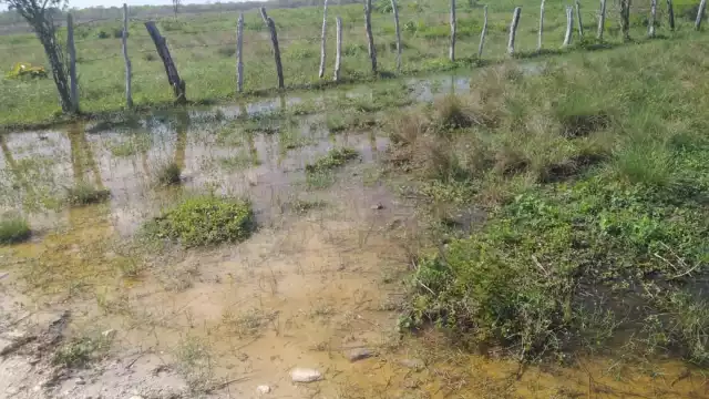 Bajo el agua queda la pastura, por lo que trasladan a los animales para que puedan alimentarse
