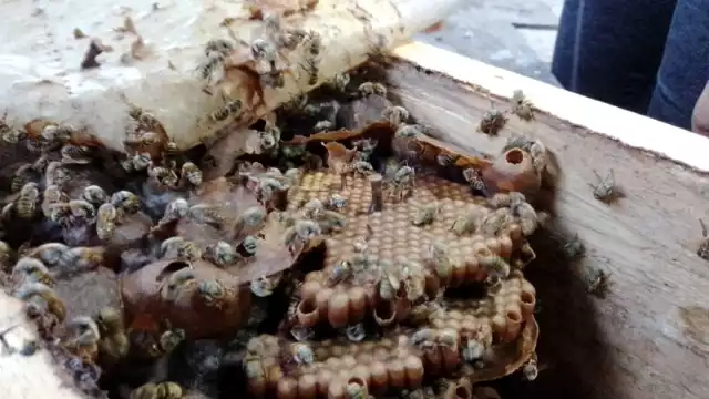 Las abejas sin aguijón almacenan su miel en pequeños cantaritos que forman ellas mismas con la cera