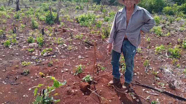 Su terreno está inscrito en el programa "Sembrando Vida" del Gobierno Federal
