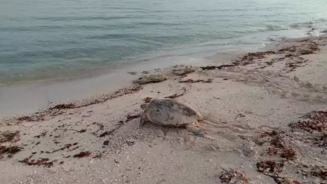 Magistral belleza de tortuga Carey