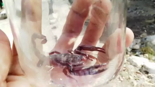 Un vecino de Sinanché capturó un escorpión de casi 12 centímetros